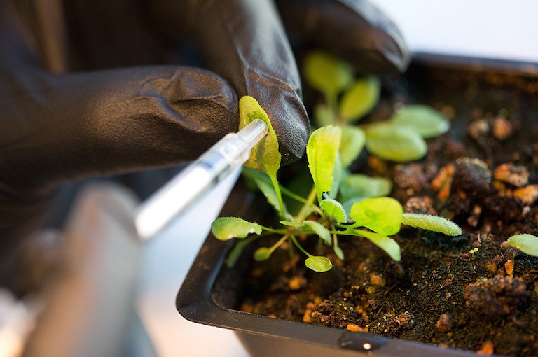 Φυτά «υπερσυσσωρευτές» ενάντια στην κλιματική αλλαγή