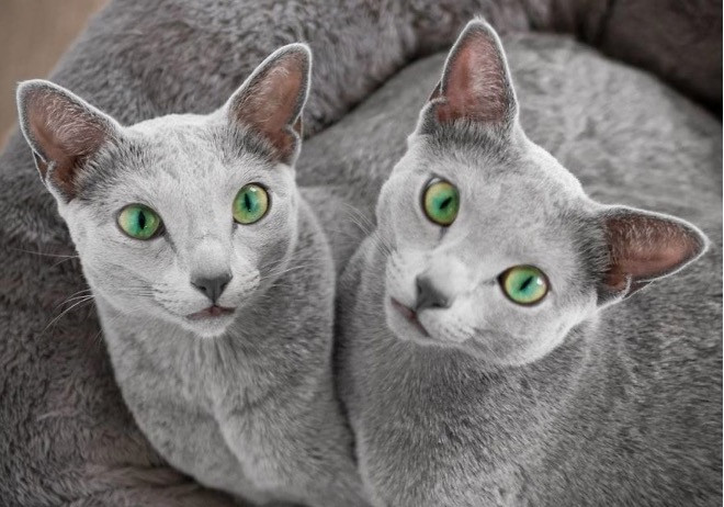 Οι γάτες με τα μάτια που μαγνητίζουν [ΒΙΝΤΕΟ]