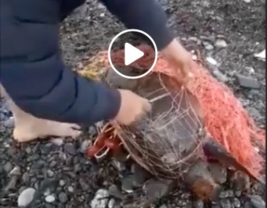Έσωσε χελώνα που είχε μπλεχτεί σε δίχτυα [ΒΙΝΤΕΟ]