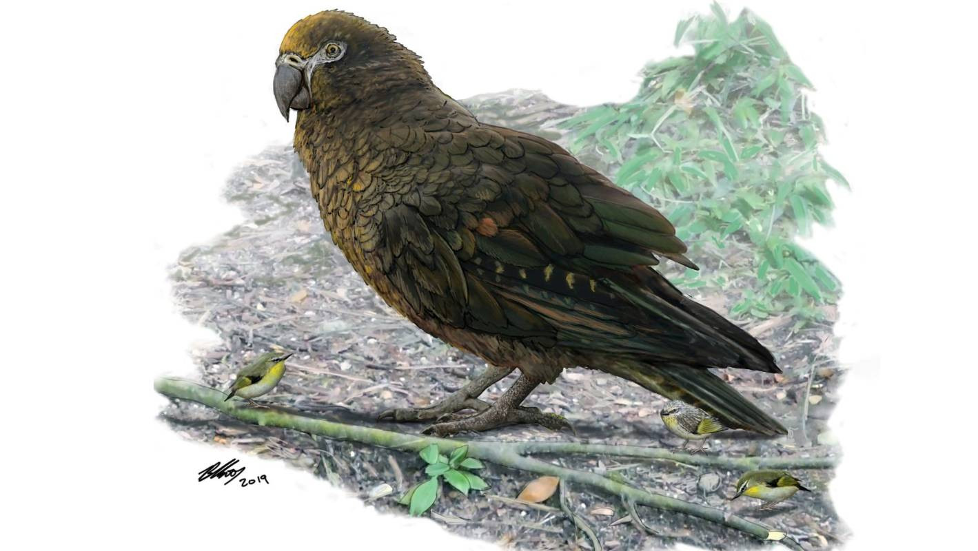 «Ο Ηρακλής ο απρόσμενος»: Ανακαλύφθηκε ο μεγαλύτερος παπαγάλος που έζησε ποτέ