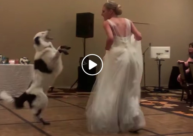 Γαμήλιος χορός με τον… σκύλο της [ΒΙΝΤΕΟ]