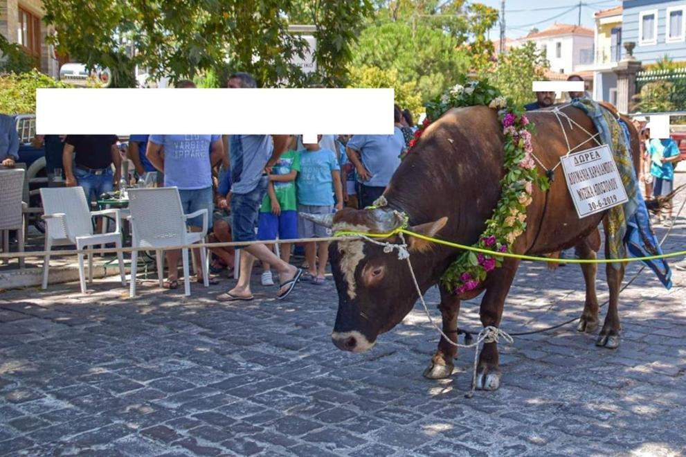 Λέσβος: «Παστούρωμα» ταύρου σε πανηγύρι