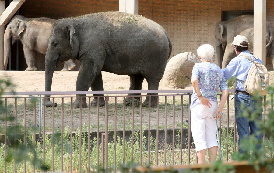 «Φρένο» στην πώληση ελεφάντων σε ζωολογικούς κήπους