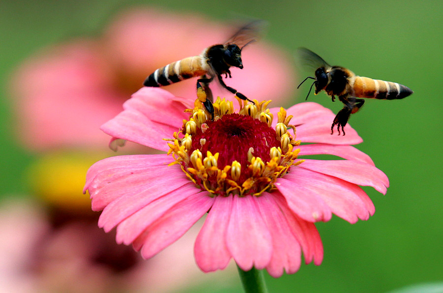 Ο θάνατος των μελισσών