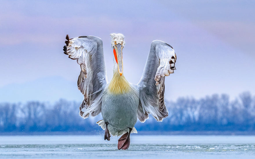 Αυτές είναι οι ωραιότερες φωτογραφίες πτηνών για το 2019 [ΦΩΤΟ]