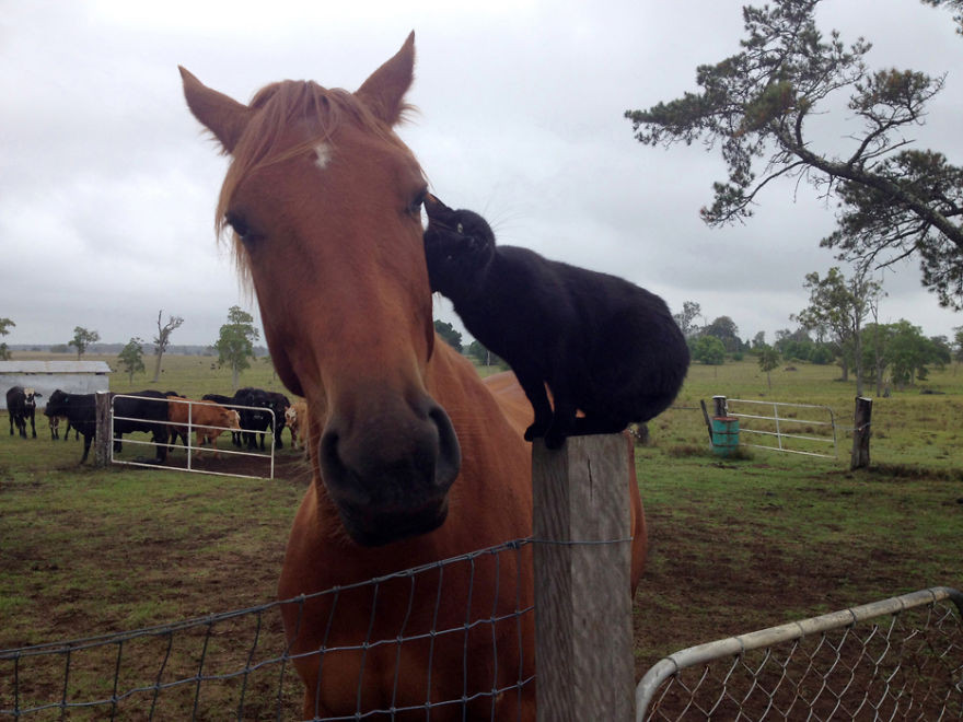 Γάτα και άλογο έχουν γίνει αχώριστοι φίλοι [ΦΩΤΟ]