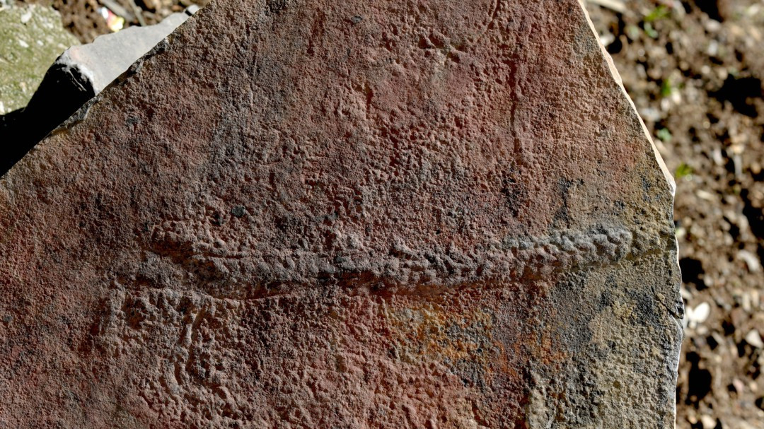 Το τελευταίο σύρσιμο ενός ζώου 550 εκ. ετών