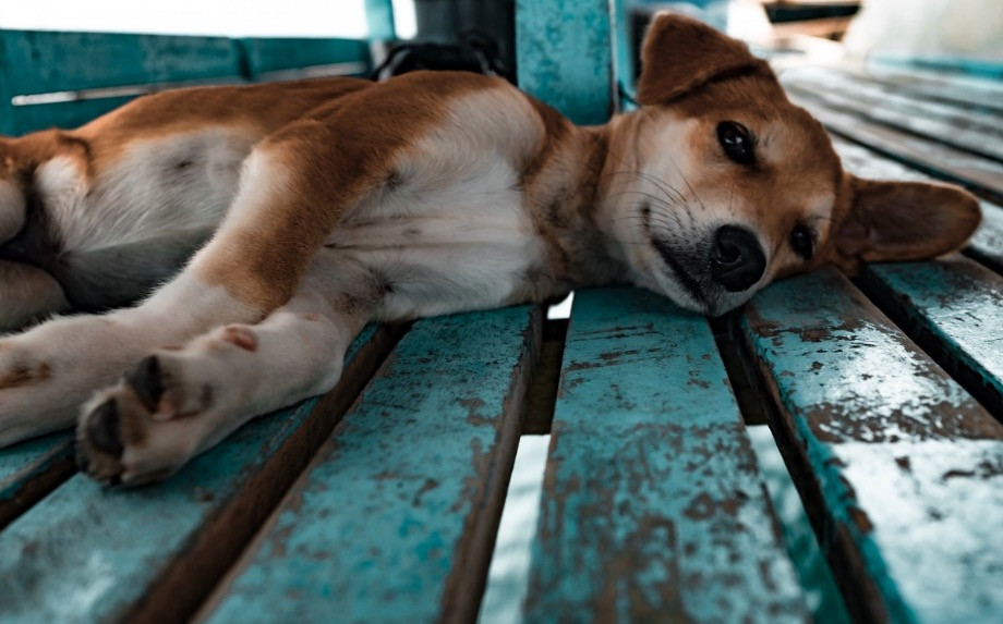Κτηνωδία στη Φλώρινα: Μαζική δηλητηρίαση σκύλων από φόλες