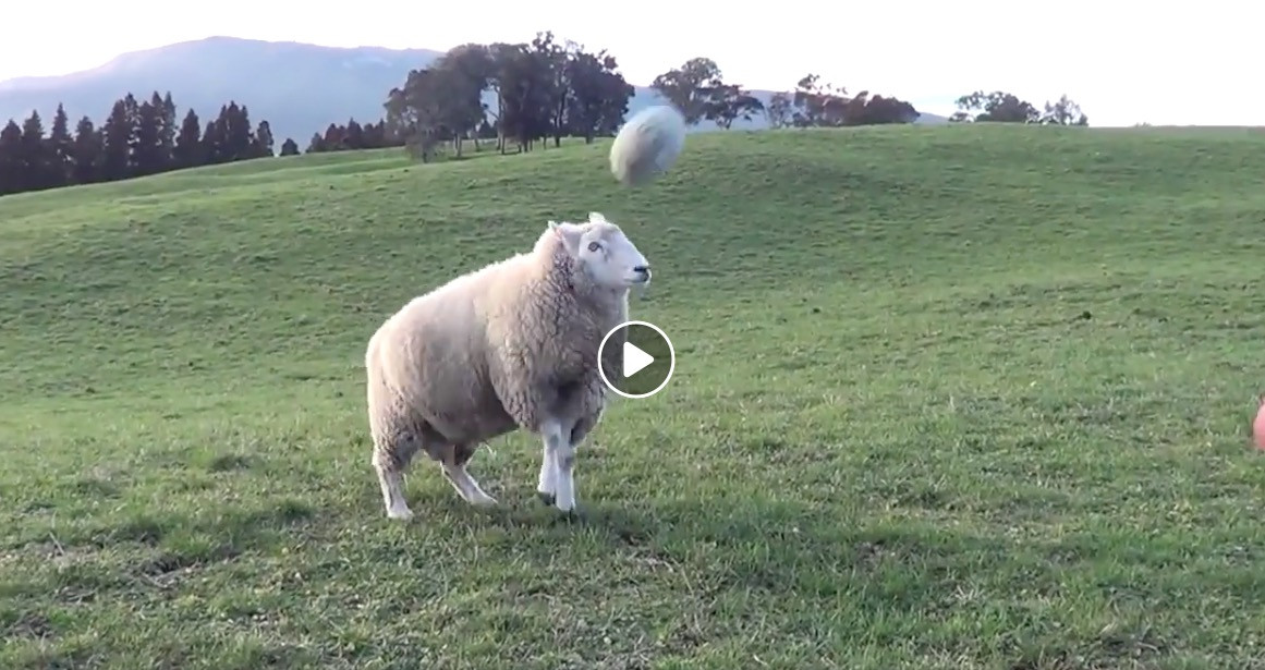 Ένα πρόβατο – ταλέντο στις… βολές [ΒΙΝΤΕΟ]