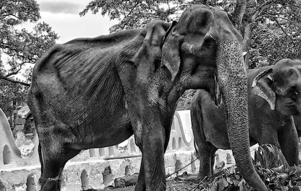 Πέθανε η Tikiri, ο αποστεωμένος ελέφαντας της Σρι Λάνκα