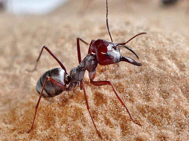 Αυτό είναι το πιο γρήγορο μυρμήγκι στον κόσμο [ΒΙΝΤΕΟ]
