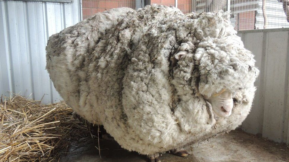 Έφυγε από τη ζωή ο Chris, το πιο μαλλιαρό πρόβατο στον κόσμο