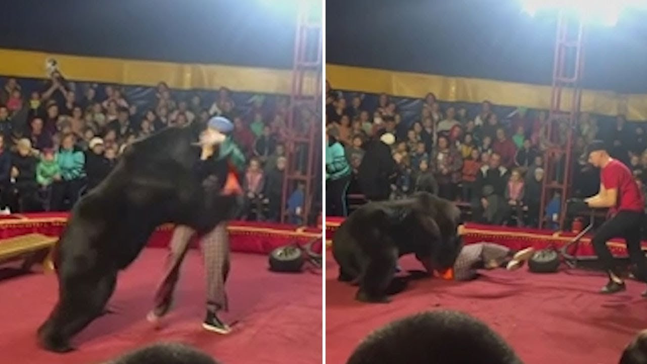 Αρκούδα σε τσίρκο επιτίθεται στον εκπαιδευτή της [ΒΙΝΤΕΟ]