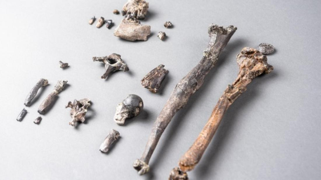 Ανακαλύφθηκε απολίθωμα 11,6 εκατ. ετών του πρώτου πιθήκου που στάθηκε όρθιος