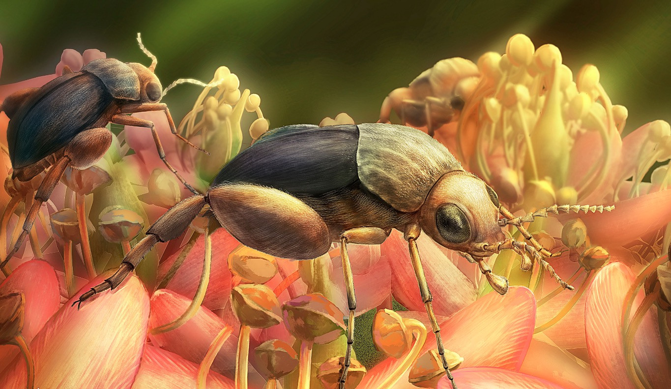 Το αρχαιότερο απολίθωμα επικονίασης λουλουδιού από έντομο – Συνέβη πριν 99 εκατ. χρόνια