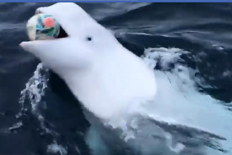 Μια φάλαινα «Beluga» «άσος» στο ράγκμπι [ΒΙΝΤΕΟ]