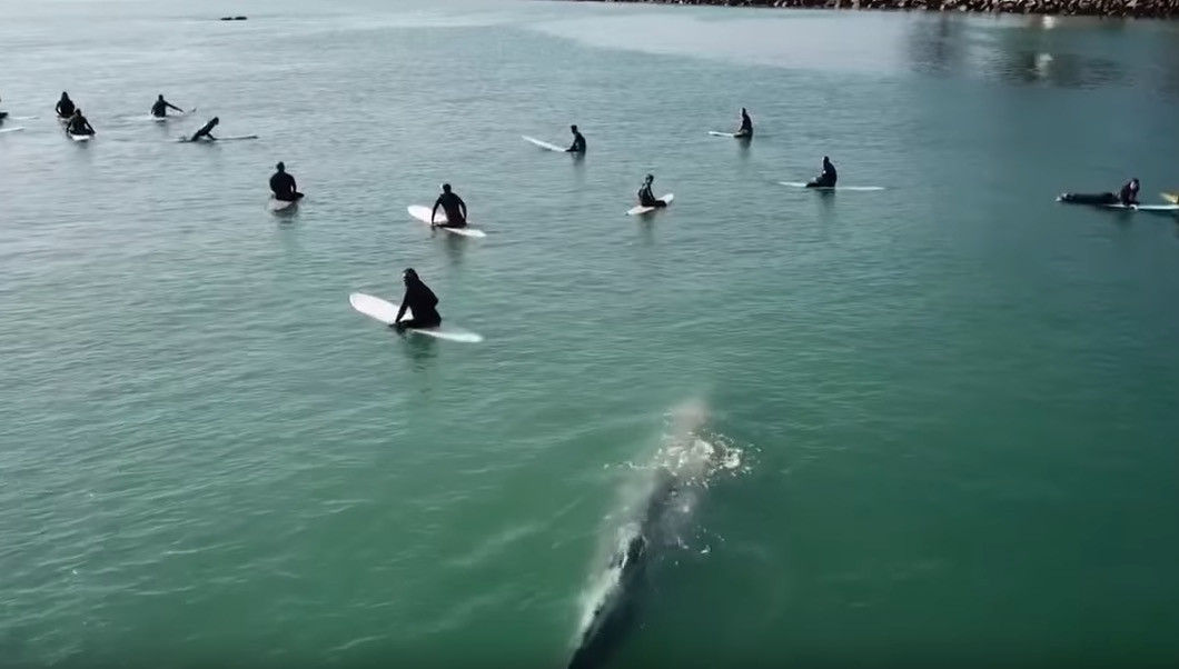 Φάλαινα κολυμπάει μαζί με σέρφερς [ΒΙΤΝΕΟ]
