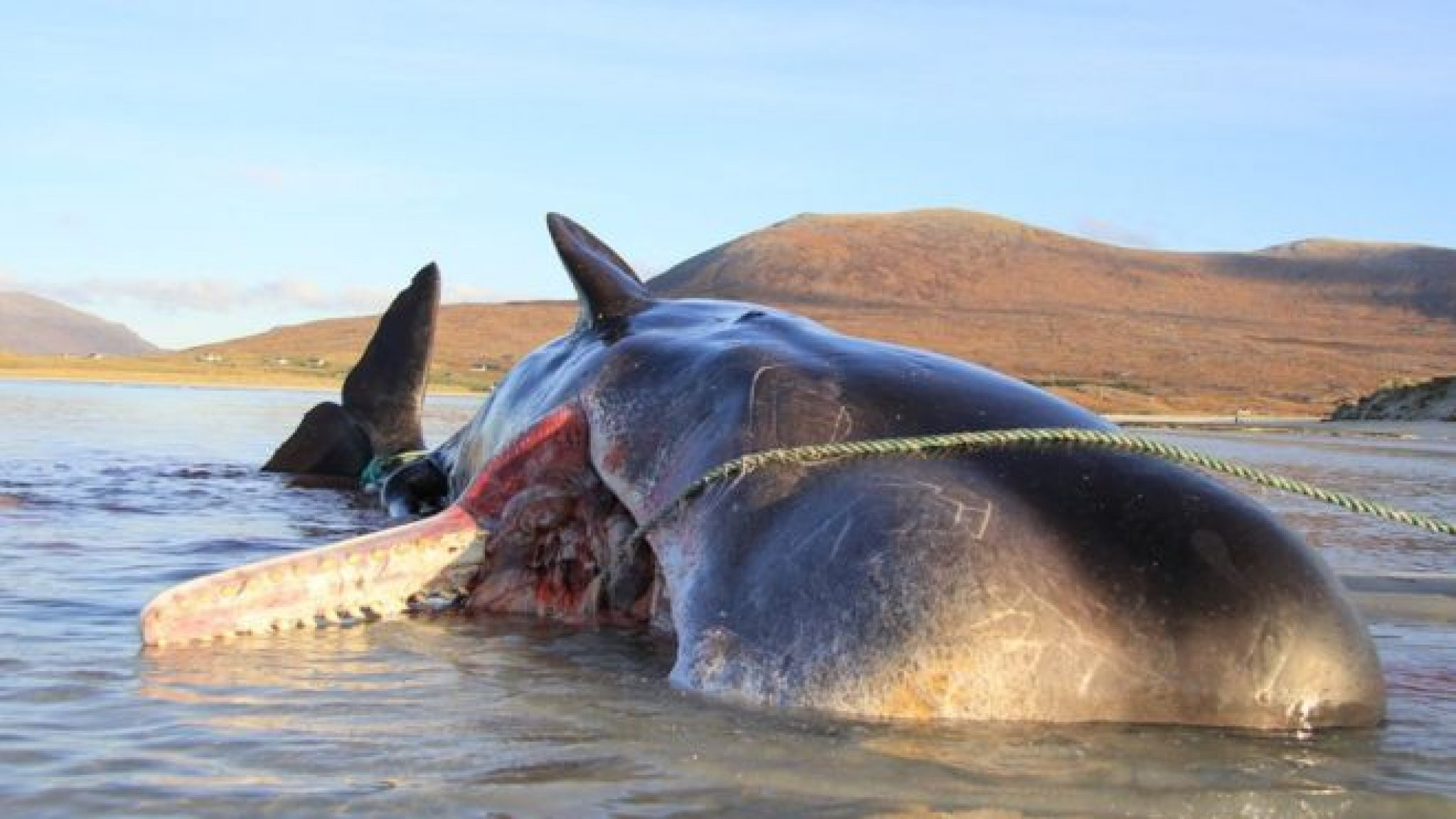 Νεκρή φάλαινα με 100 κιλά σκουπίδια στο στομάχι [ΦΩΤΟ]