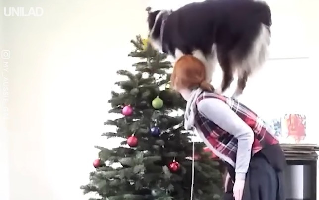 Ένας σκύλος που βοηθάει στο… στόλισμα του δέντρου [ΒΙΝΤΕΟ]