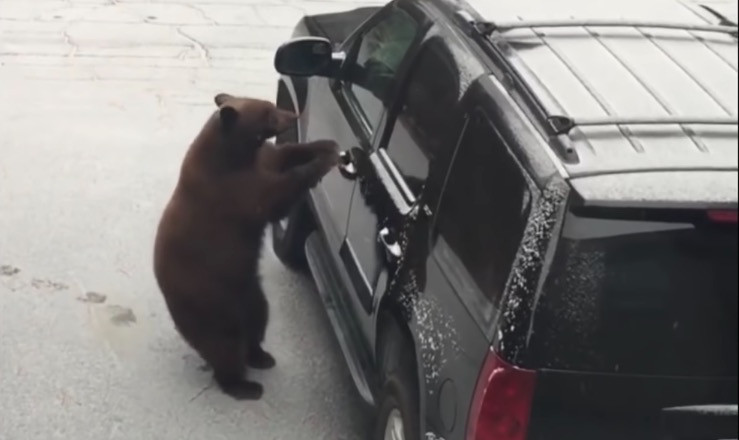 Αρκούδα ανοίγει αυτοκίνητο και μπαίνει μέσα [ΒΙΝΤΕΟ]