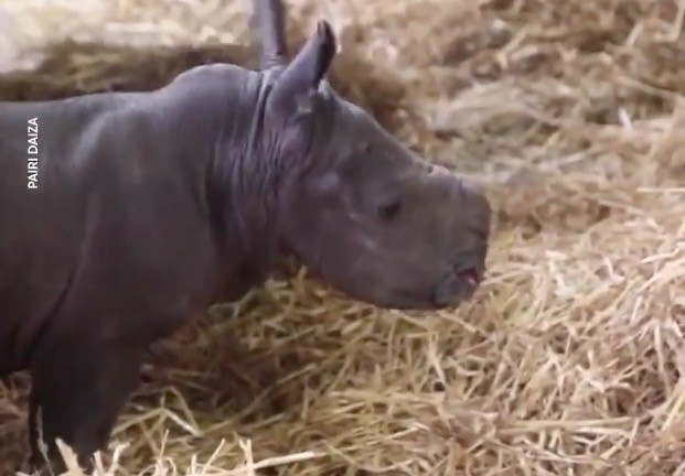 Σπάνιος λευκός ρινόκερος γεννήθηκε στο Βέλγιο και «λιώνει» το διαδίκτυο [ΒΙΝΤΕΟ]