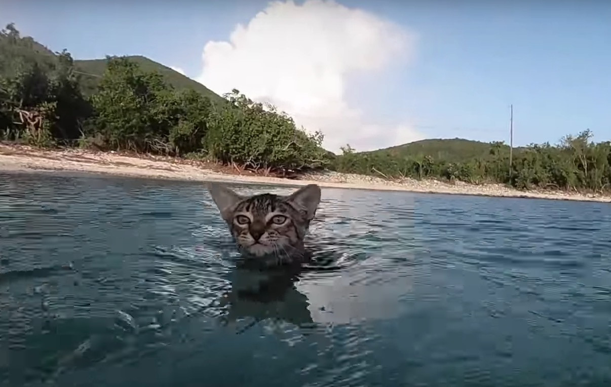Απίθανο μωρό γατί πηγαίνει για μπάνιο στη θάλασσα [Βίντεο]