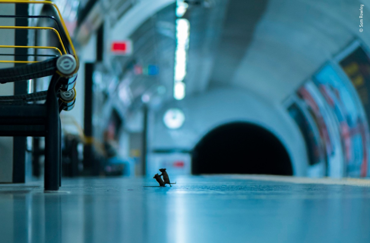 Το καλύτερο κλικ της χρονιάς: Δύο ποντίκια «μαλώνουν» στο μετρό Λονδίνου [ΦΩΤΟ]