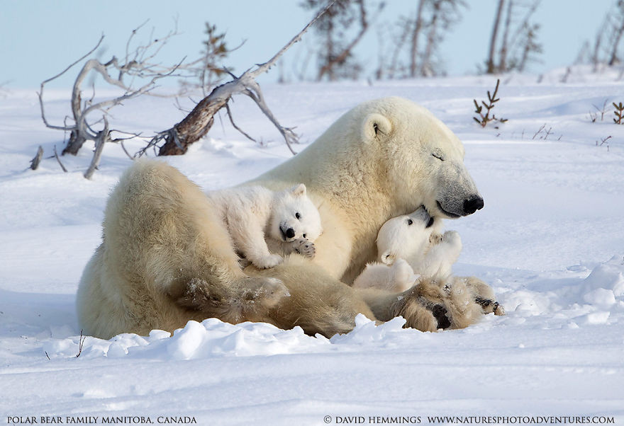 Οι πολικές αρκούδες είναι πανέμορφες και αυτές οι φωτογραφίες το αποδεικνύουν