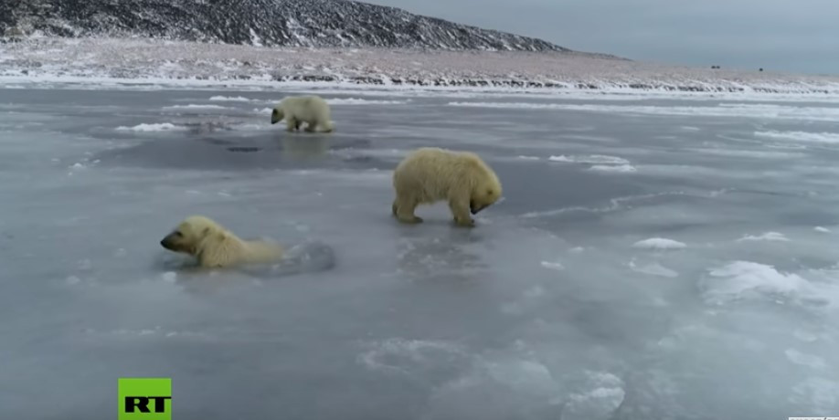 Πολικές αρκούδες προσπαθούν να σταθούν στους πάγους που λιώνουν [Βίντεο]