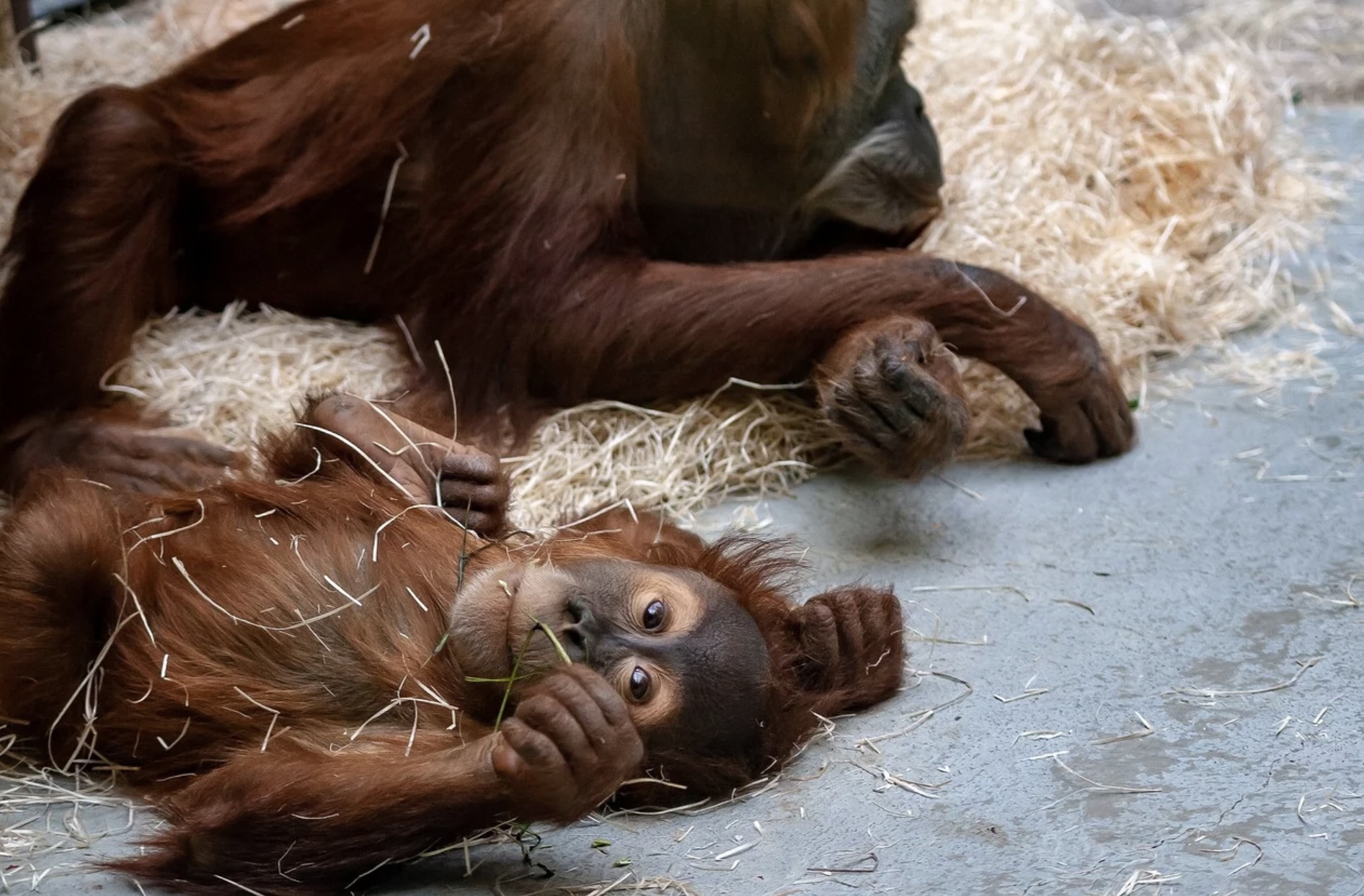 Δεκάδες μαϊμούδες νεκρές από πυρκαγιά σε ζωολογικό κήπο στη Γερμανία