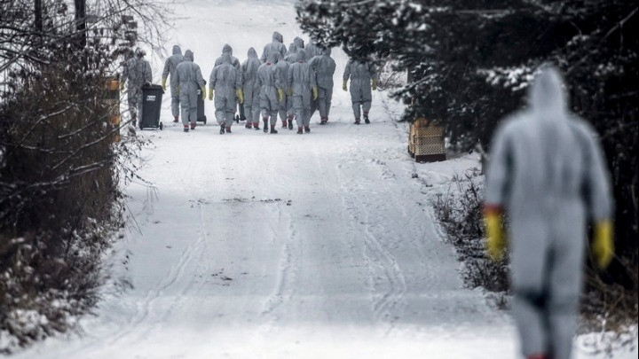 Κρούσματα της γρίπης των πτηνών εντοπίστηκαν σε γαλοπούλες στην Πολωνία