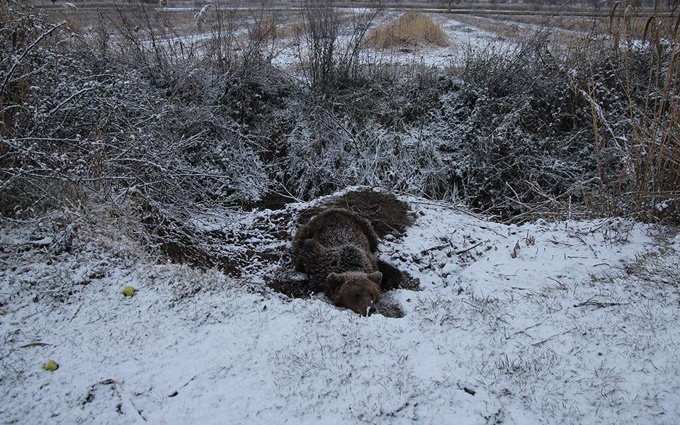 Aρκούδα επέζησε τέσσερις μέρες εγκλωβισμένη σε παράνομη παγίδα στις Πρέσπες