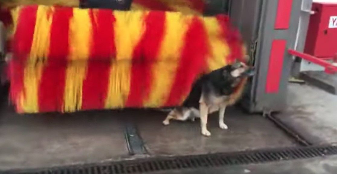 Σκύλος ανακαλύπτει τη βούρτσα του πλυντηρίου αυτοκινήτων