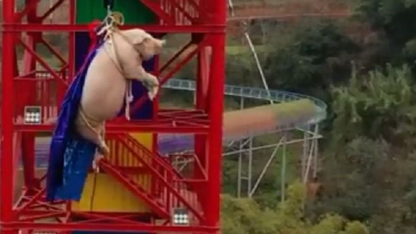 Οργή στην Κίνα: Ανάγκασαν γουρούνι να κάνει bungee jumping [ΒΙΝΤΕΟ]