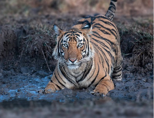 Τίγρεις: Η εκπληκτική ομορφιά τους μέσα από φωτογραφίες