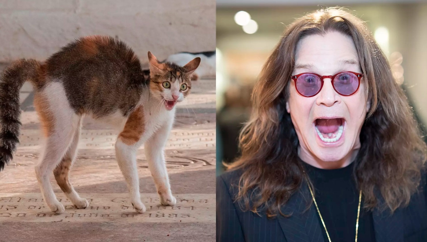 Σε εκστρατεία της PETA για τις γάτες πρωταγωνιστεί ο Όζι Όσμπορν
