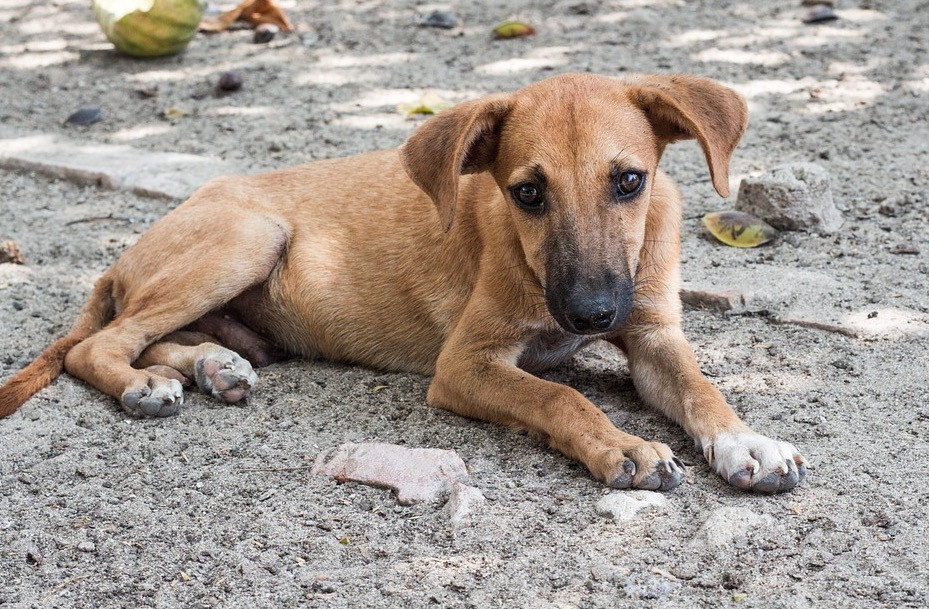 Οκτώ σκυλιά νεκρά από φόλα στο Αττικό Άλσος