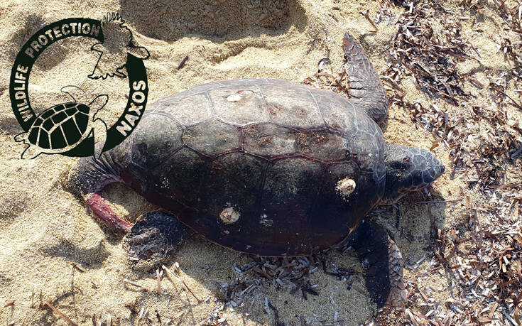 Φρίκη στη Νάξο: Έσφαξαν θαλάσσια χελώνα