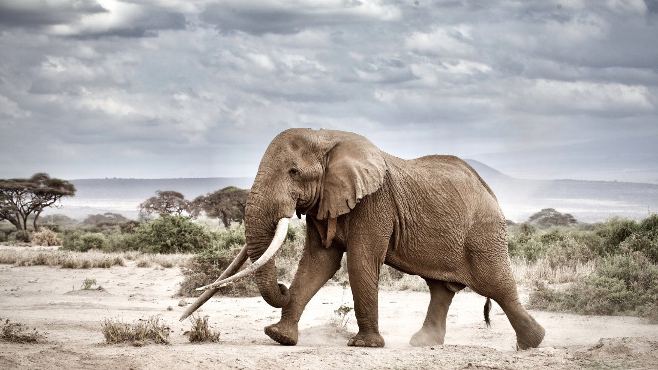 Πέθανε ο Τιμ, ένας από τους τελευταίους ελέφαντες με τεράστιους χαυλιόδοντες
