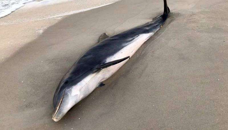 Φρίκη στη Φλόριντα: Σκότωσαν δελφίνια – 20.000 δολάρια σε όποιον οδηγήσει στους δράστες