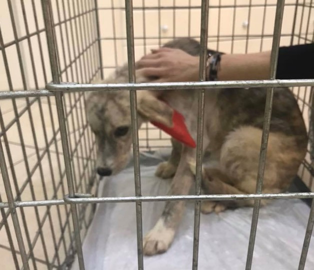 Δικαίωση της Σμόκυ: Ποινή φυλάκισης 15 μηνών σε άνδρα για κακοποίηση σκύλου