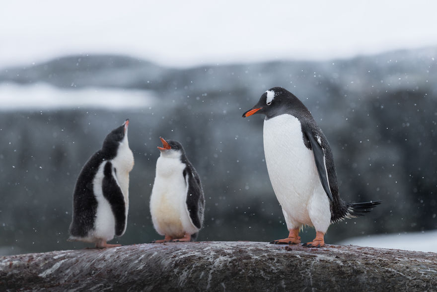 Οι πιγκουίνοι είναι πανέμορφοι και αυτές οι φωτογραφίες το αποδεικνύουν