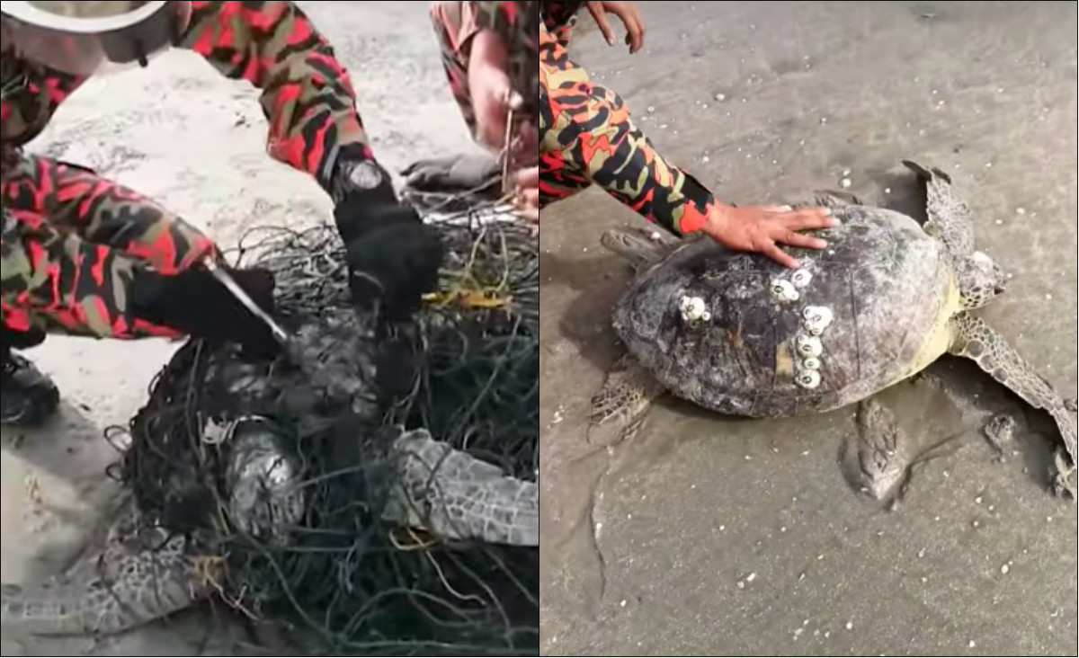 Διάσωση θαλάσσιας χελώνας που μπλέχτηκε σε δίχτυα [ΒΙΝΤΕΟ]