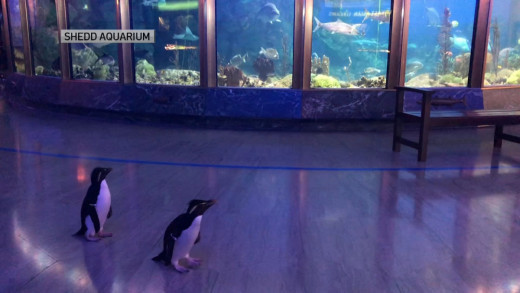 Ενυδρείο έκλεισε λόγω κοροναϊού και άφησε ελεύθερους τους πιγκουίνους [ΒΙΝΤΕΟ]