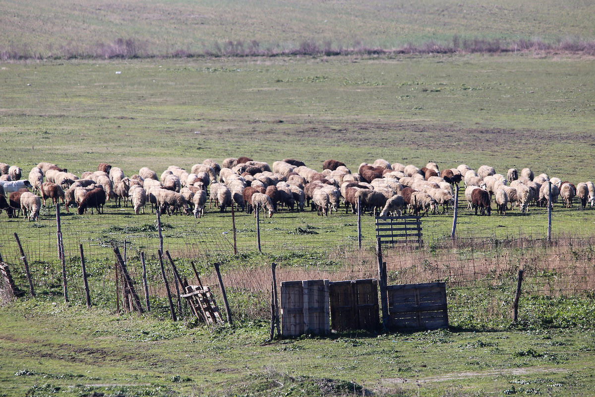 Ο κοροναϊός χτυπά σκληρά τους κτηνοτρόφους – Τι ζητούν από την κυβέρνηση