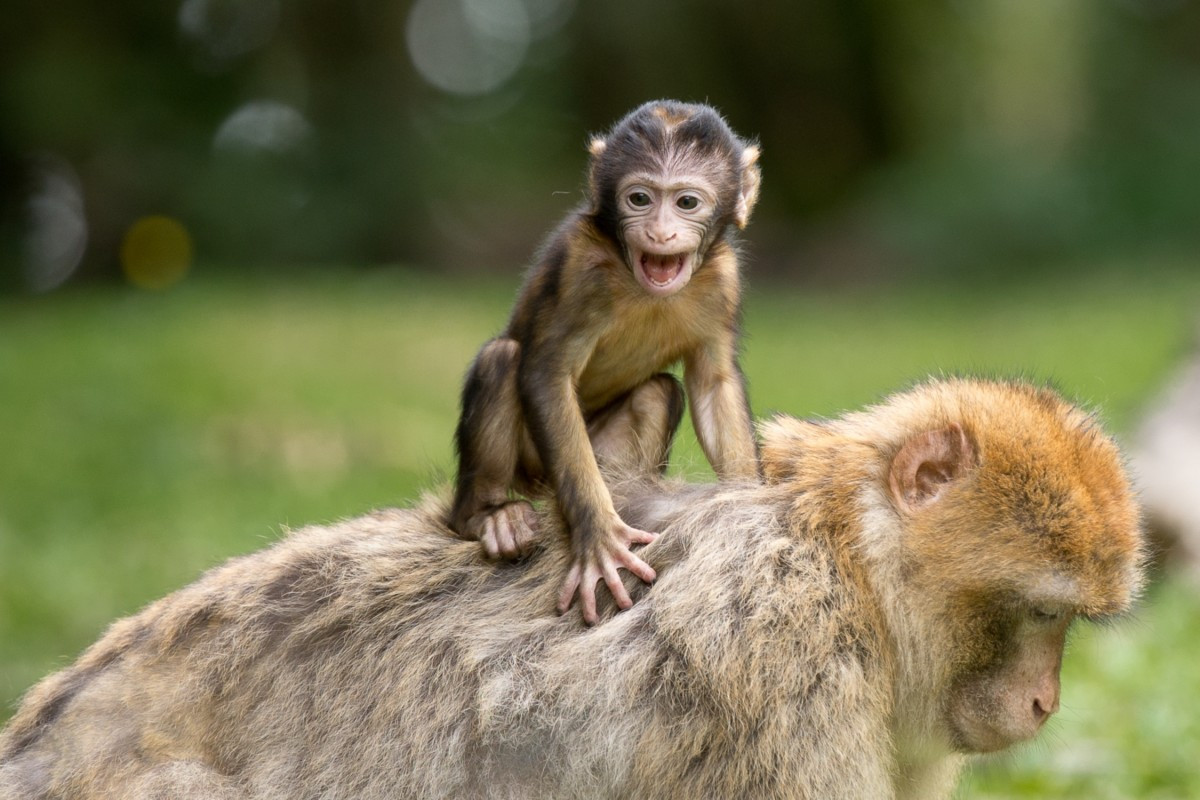 Σενάριο φρίκης σε ζωολογικό κήπο στη Γερμανία: «Ίσως χρειαστεί κάποια ζώα να γίνουν τροφή για άλλα»