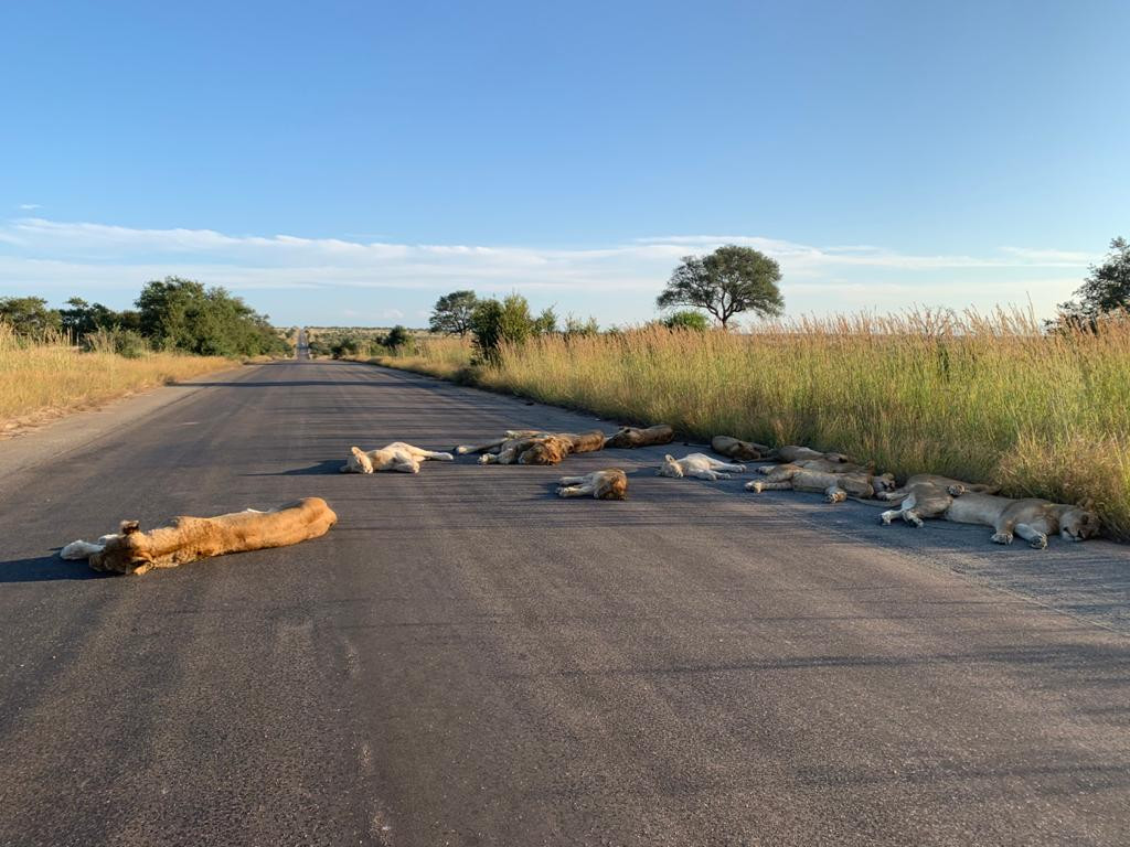 Λιοντάρια κοιμούνται… στο δρόμο εν μέσω lockdown [ΦΩΤΟ]