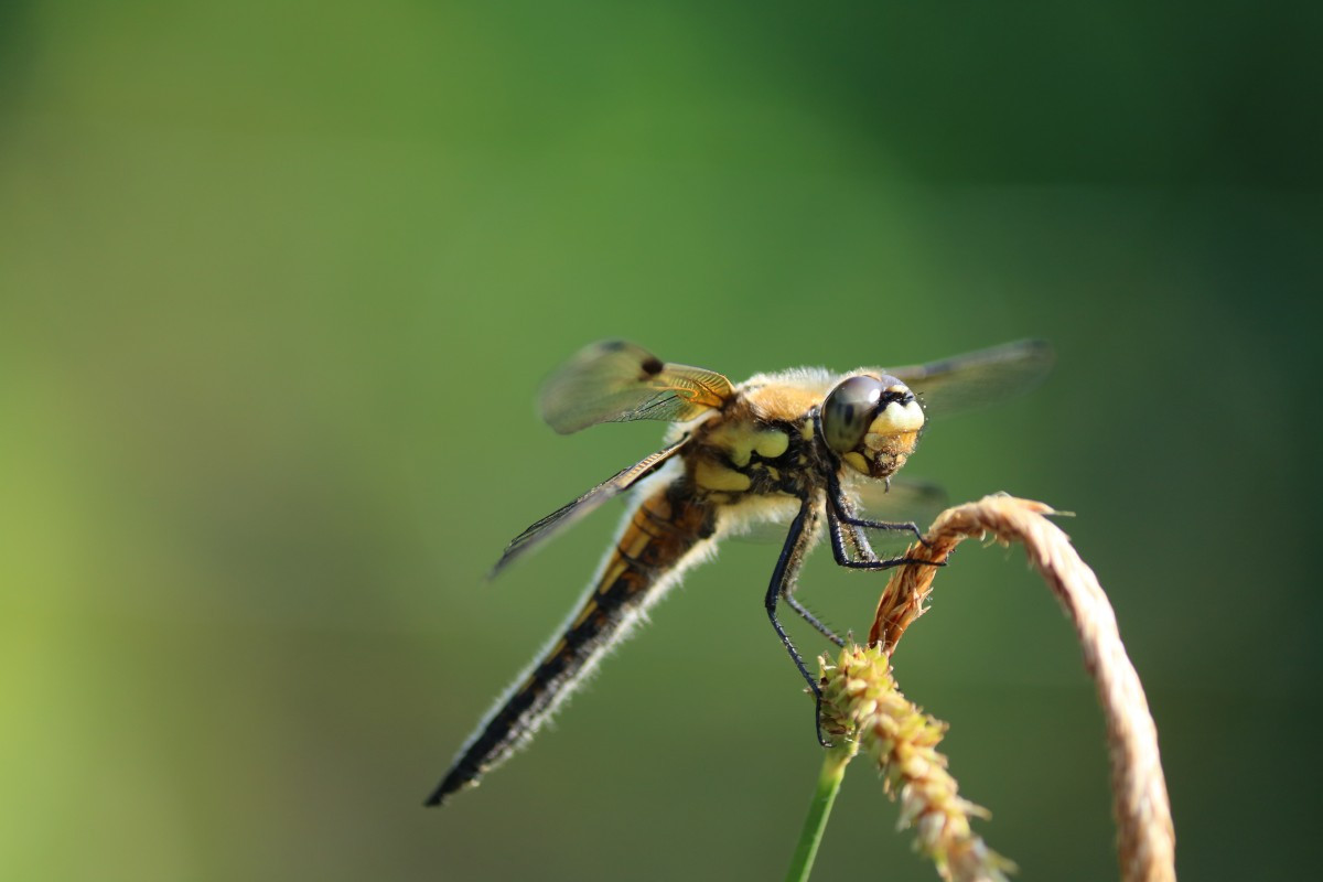 Ένα στα τέσσερα έντομα της ξηράς έχει εξαφανιστεί τα τελευταία 30 χρόνια