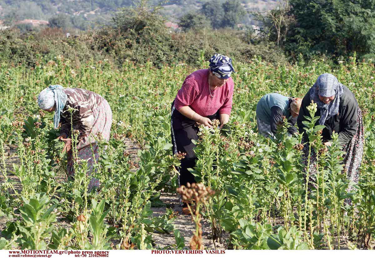 Απεγνωσμένοι οι αγρότες: Δεν βρίσκουν εργάτες γης για να μαζέψουν τη σοδειά