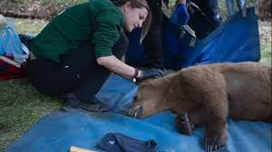 Ο Bradley και ο Cooper ελεύθεροι στο δάσος – Επανένταξη στη φύση για τα δύο ορφανά αρκουδάκια
